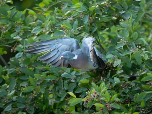 Vögel 0207016